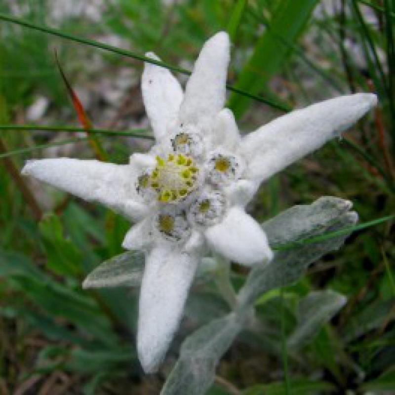Biodiversità a rischio