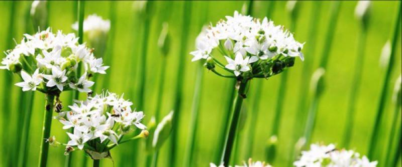 Maggio all' Orto Botanico