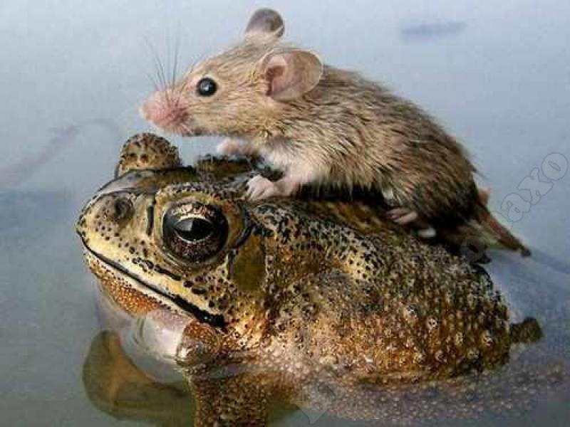 Biodiversità a rischio