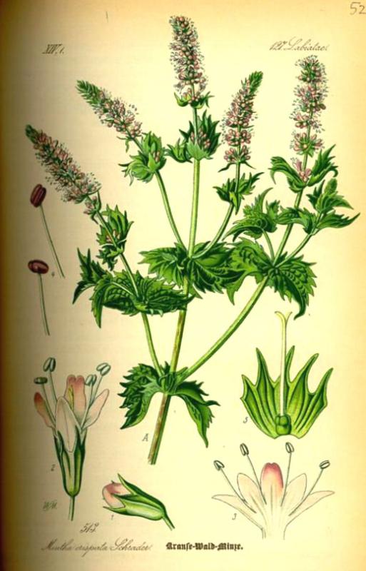 Mentha spicata