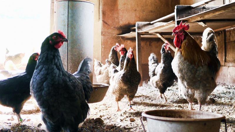 Polli e uova fai da te