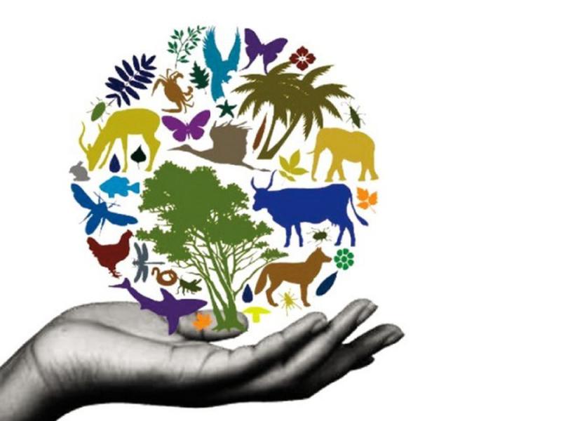 Pianeta Sano, Persone Sane