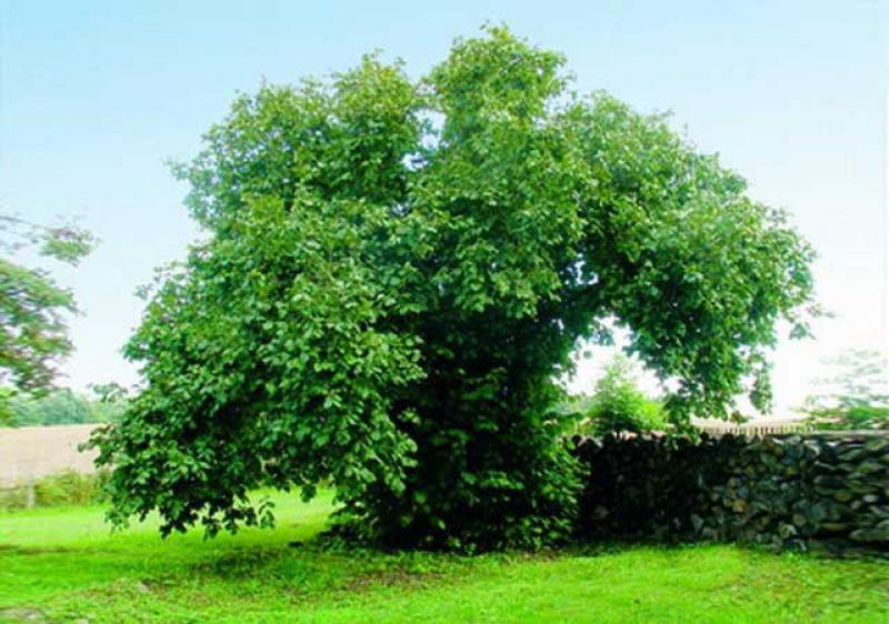 Alberologia