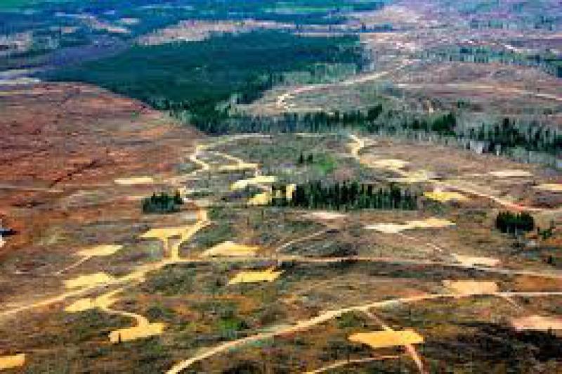 Quanti alberi sulla terra?