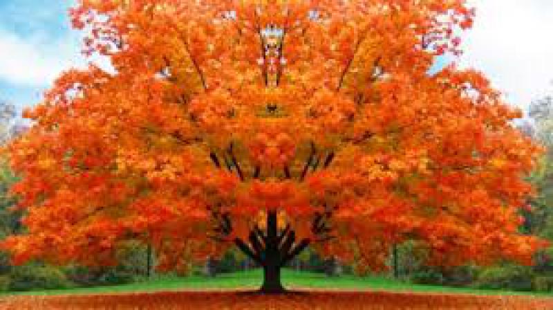 Festa dell'albero