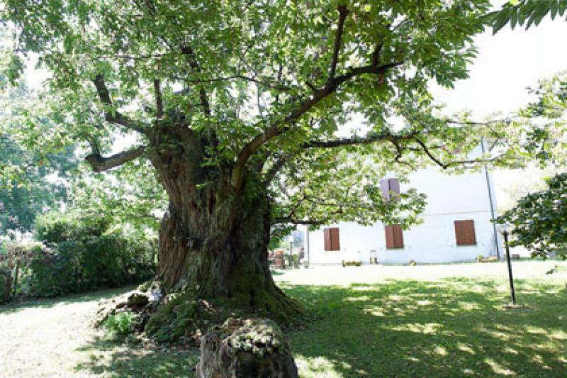 Il castagno di Monteombraro