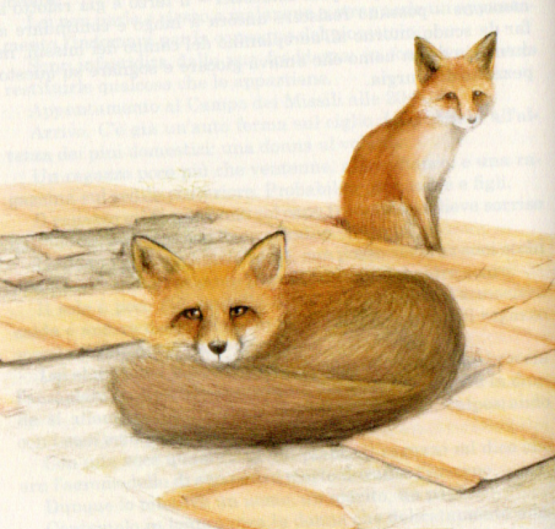 Frammenti di Murgia