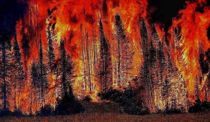 Incendi boschivi