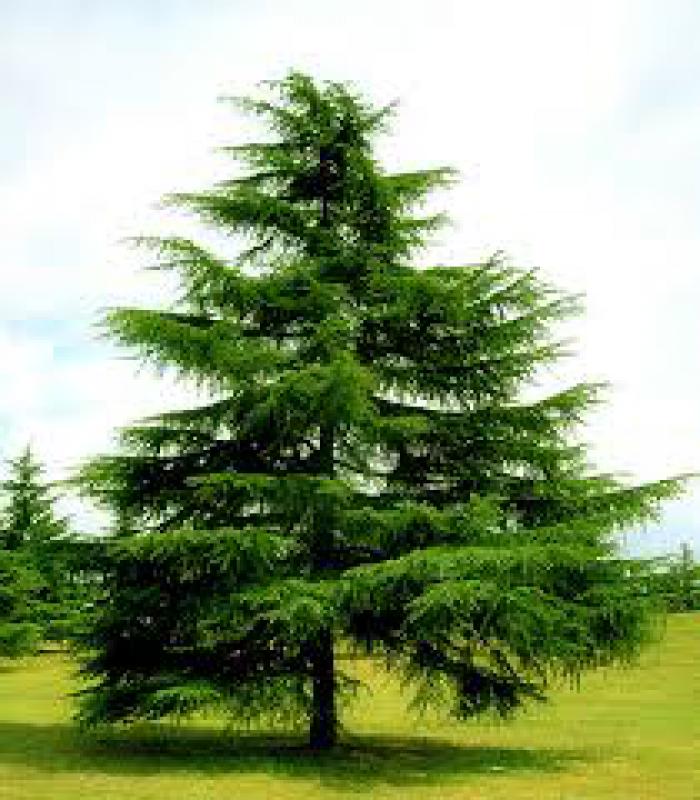 Alberologia