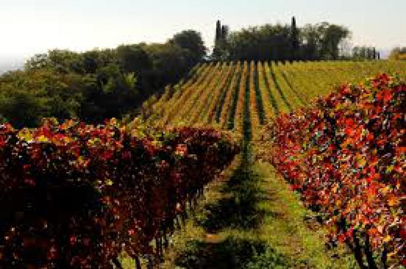 Quanti alberi sulla terra?