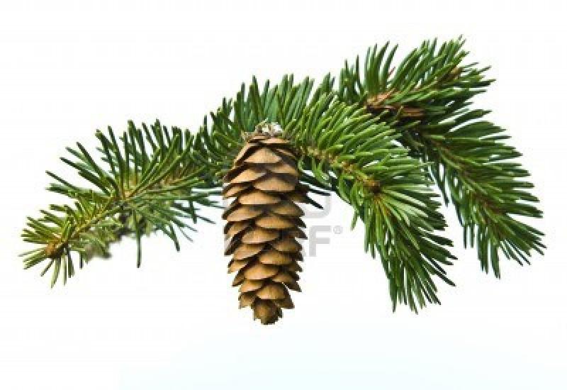 Alberologia