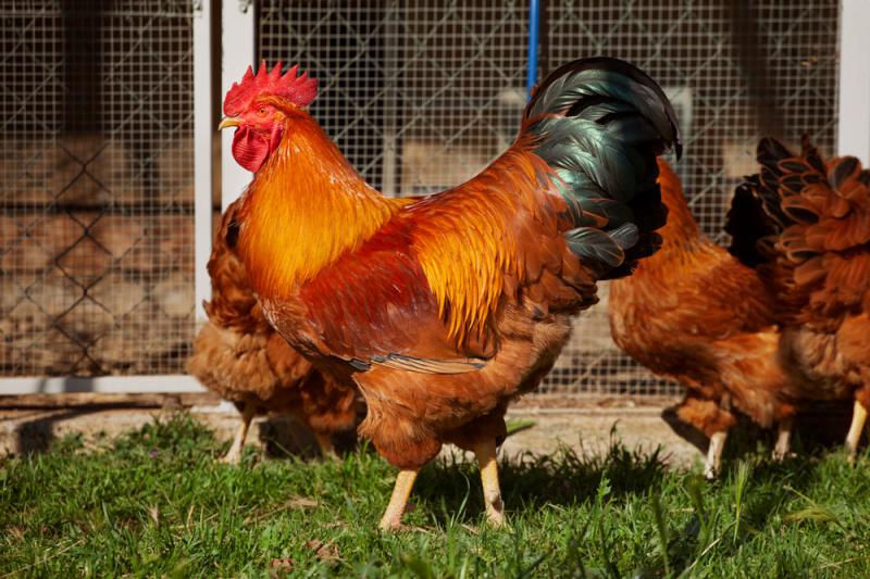 Polli e uova fai da te