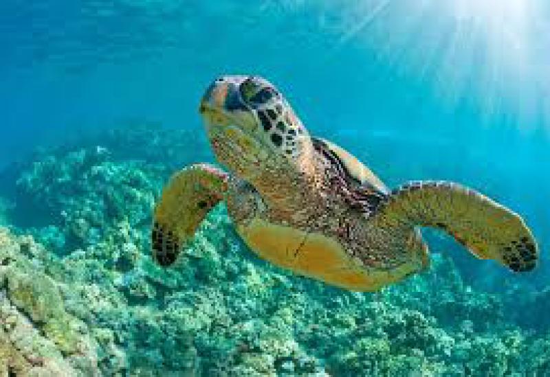 Biodiversità a rischio