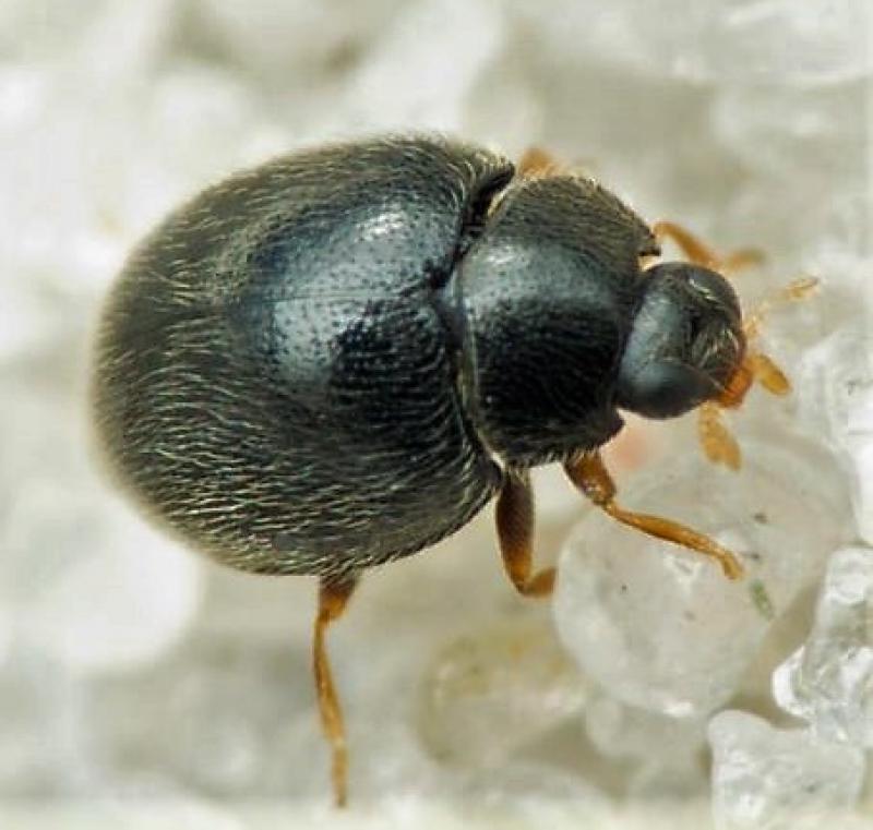 Psocotteri