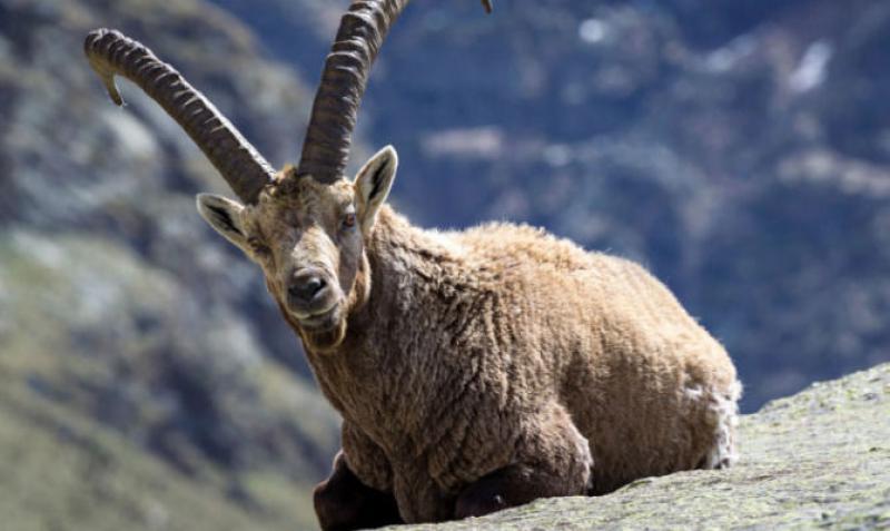 Il Parco del Gran Paradiso - 4