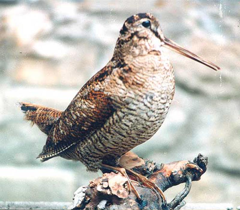 Habitat uccelli