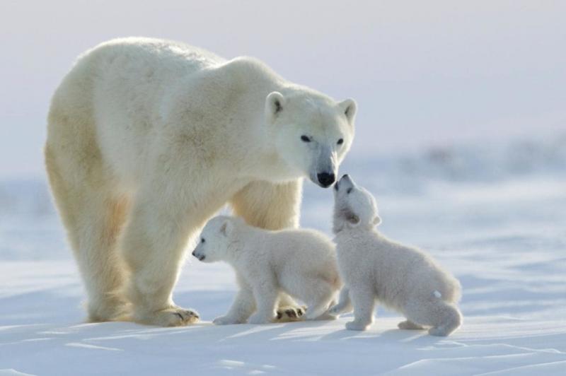 Orso Polare