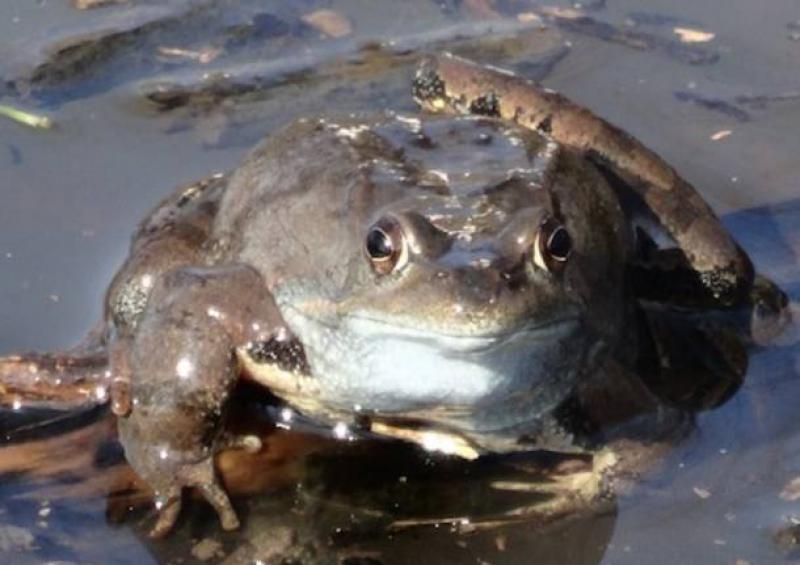 Biodiversità a rischio