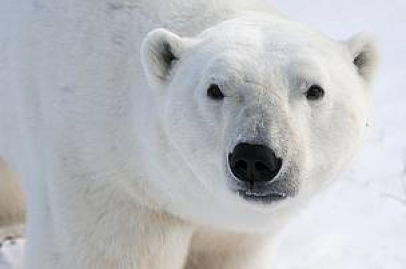 Orso Polare
